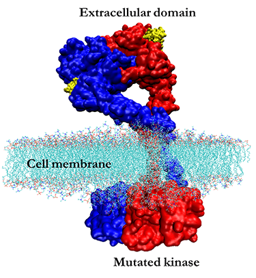 Full Receptor